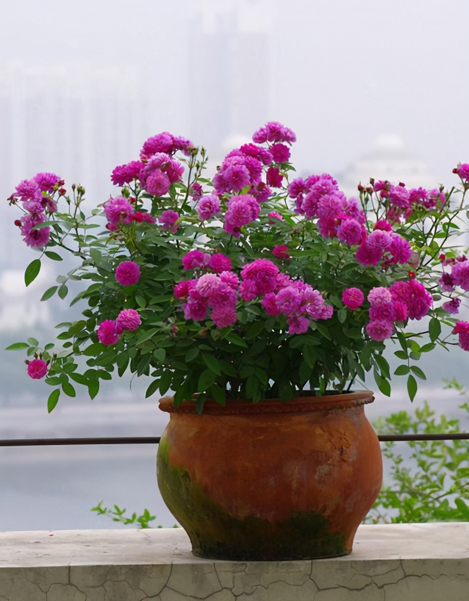 花店买花怎么选划算,花店买花一般怎么买