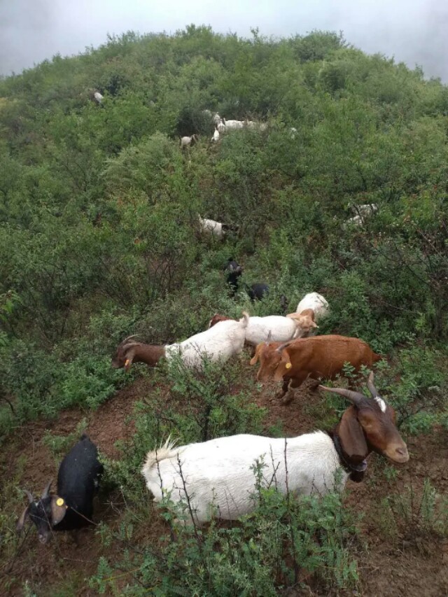 努比亚越来越火了,努比亚当年爆火的原因