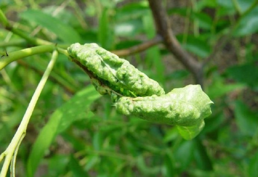 春暖花开防蚊虫,春暖花开怎么预防病虫害