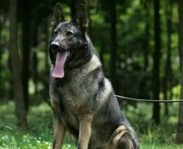 警界“利剑”——昆明犬