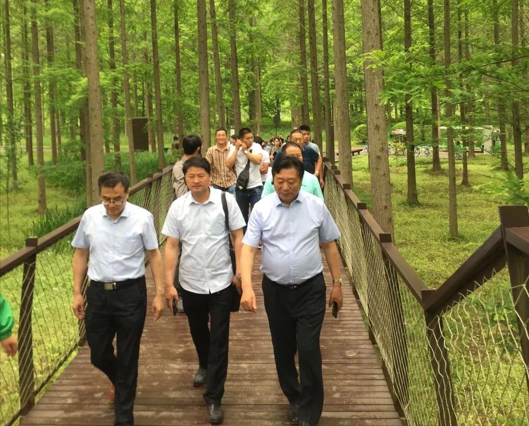 种植摇钱树致富经,荒山种植摇钱树