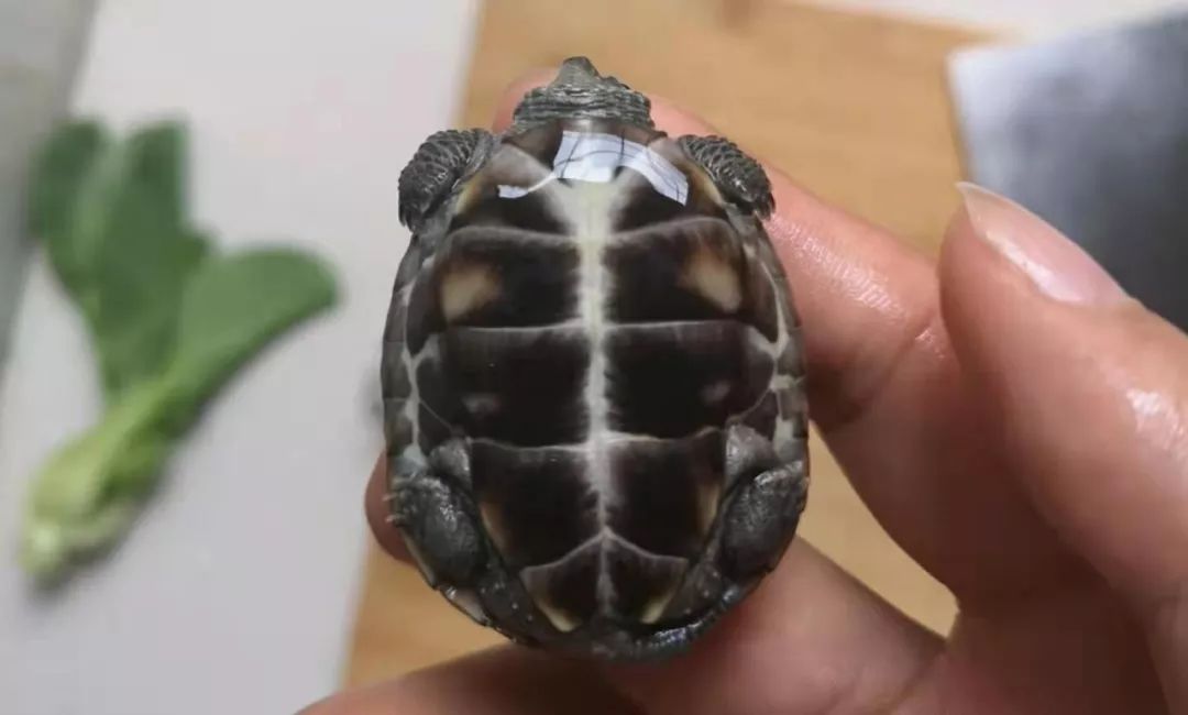 十大最常见的宠物龟,最灵性的宠物龟