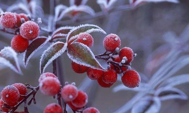 杜甫的千古名句露从今夜白,杜甫的白露诗