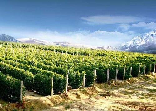 *疆新**伊珠葡萄酒相约成都，再获殊荣