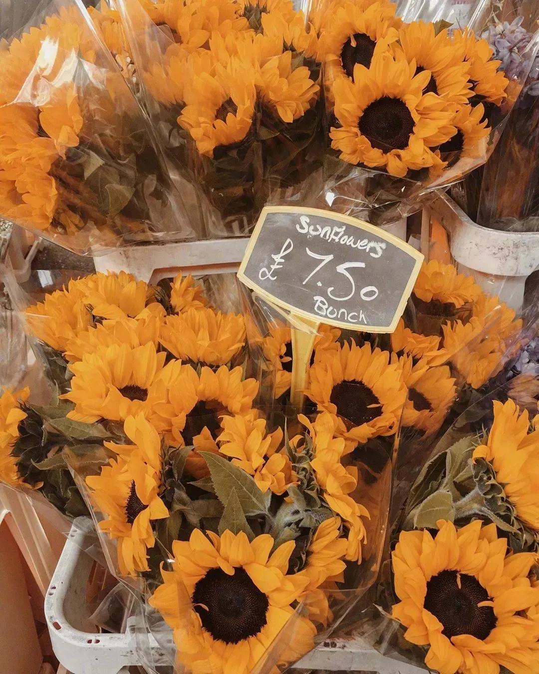 四年级我得到了什么的作文,四年级上册我得到了什么300字