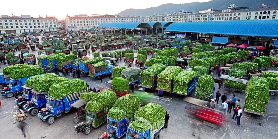 云南玉溪市蔬菜种植基地,玉溪通海蔬菜种植基地