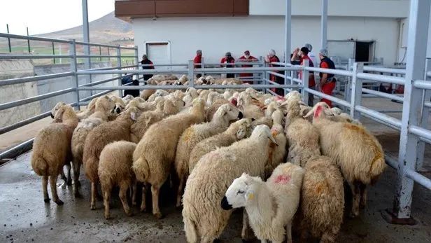 中东疫情最为严重地方,中东有没有受疫情影响