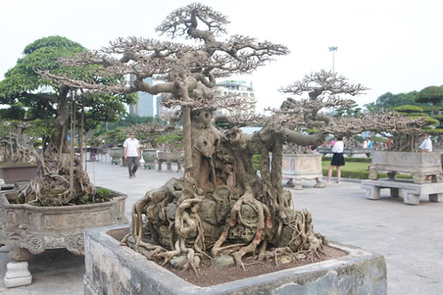 ​越南男子15年前花三千元买棵盆景树，现有人出价数十万不舍得卖