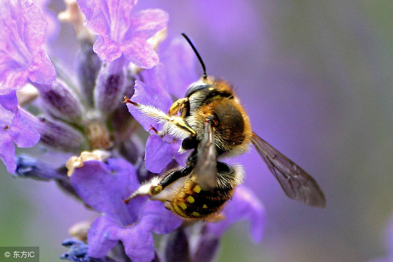 被小虫子咬了应该怎么办,被小毒虫咬伤的正确处理方法