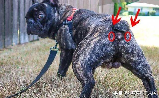 Gang交，危害知多少？