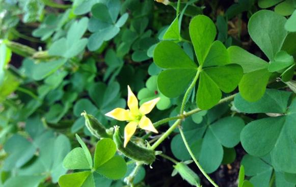三叶草属于幸运草吗,三叶草是幸运的象征