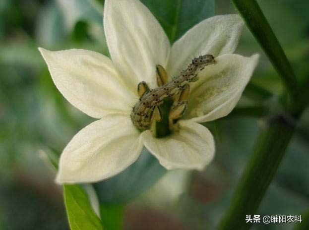 这个新型环保超高效杀虫剂，能杀400多种害虫，持效期可达90天