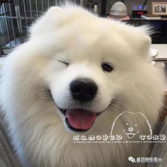 要狗看门？千万别选萨摩耶！这货除了笑不会干别的了