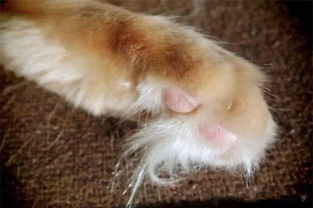 猫咪的脚毛怎么处理,猫咪脚毛不剃会怎么样