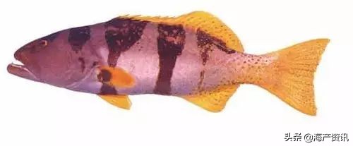 顶级海鲜鱼类大全图解,常见海鲜鱼类哪些便宜