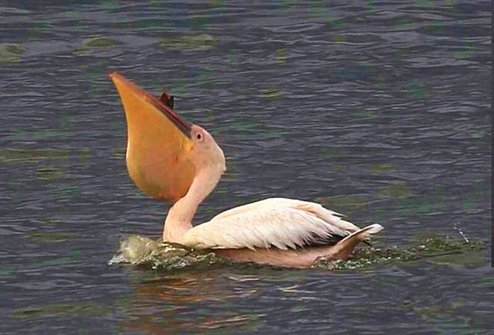 骆驼鸟大嘴如网兜,捕到大鱼后,还会让鱼在嘴里滚3分钟才吞下