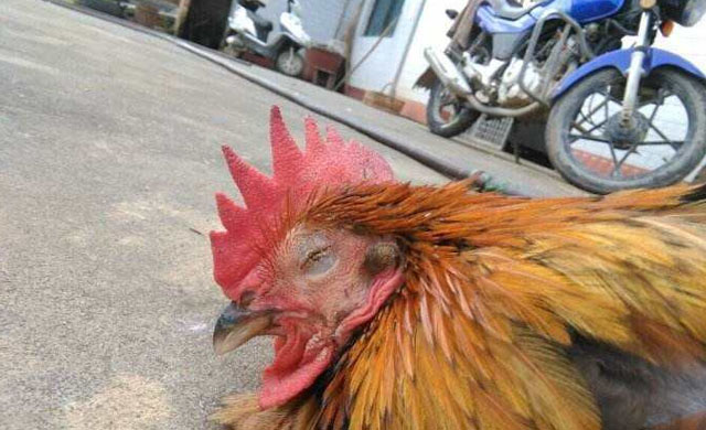 鸡痘预防在养鸡中的重要性,鸡痘的最好治疗方法不要钱