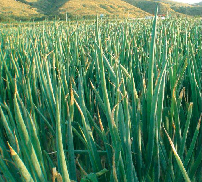 大葱黄叶干尖掐掉可以吗,大葱黄叶干尖打什么药