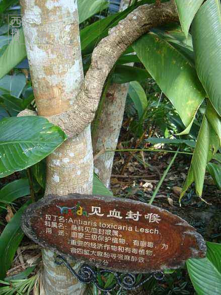 盘点古代十大剧毒,最常见的十种剧毒