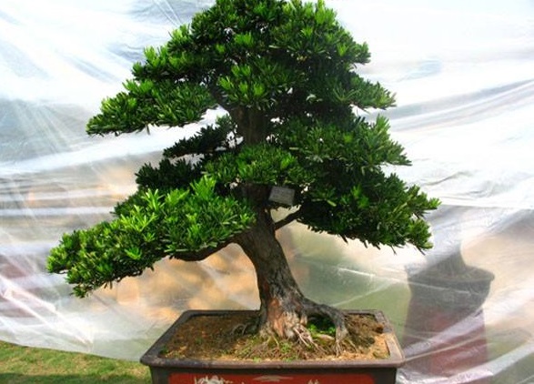 如何治疗罗汉松病虫害,罗汉松叶枯病最好治疗方法