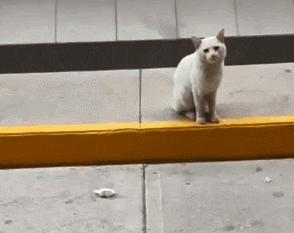 猫真的有那么聪明吗,猫真的有那么聪明嘛