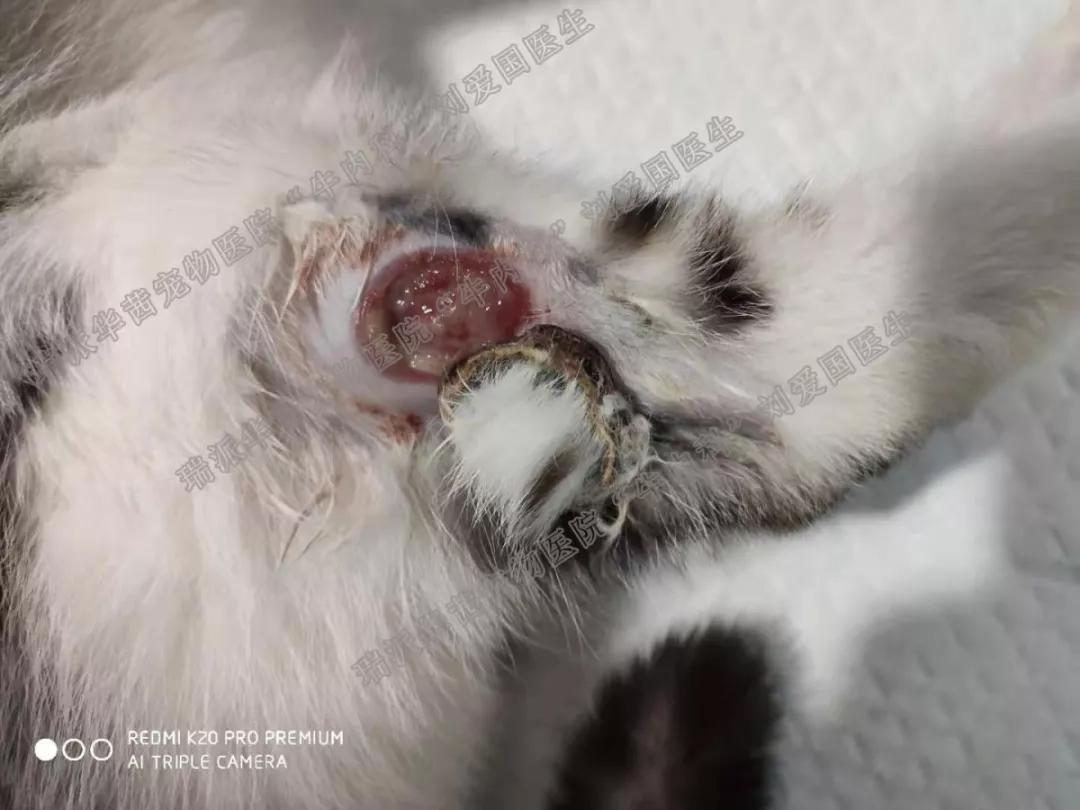 牛心脏疾病,牛心脏上有哪些疾病