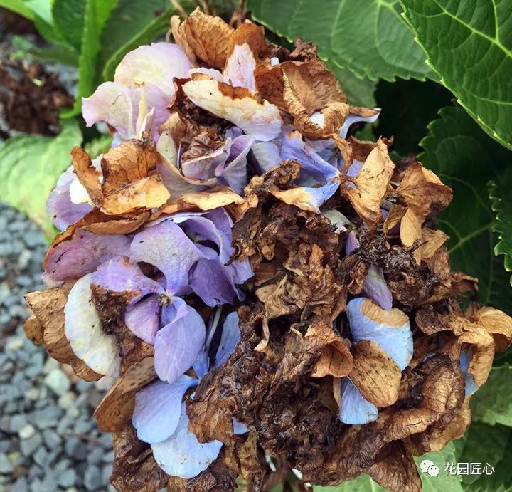 春季绣球叶子发皱怎么回事,夏季绣球老叶子都干枯怎么处理
