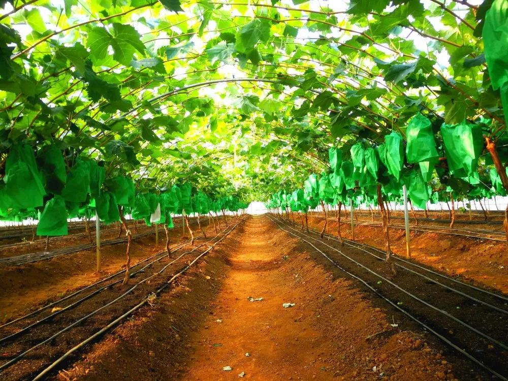 葡萄中的爱马仕阳光玫瑰,不愧是葡萄中的爱马仕