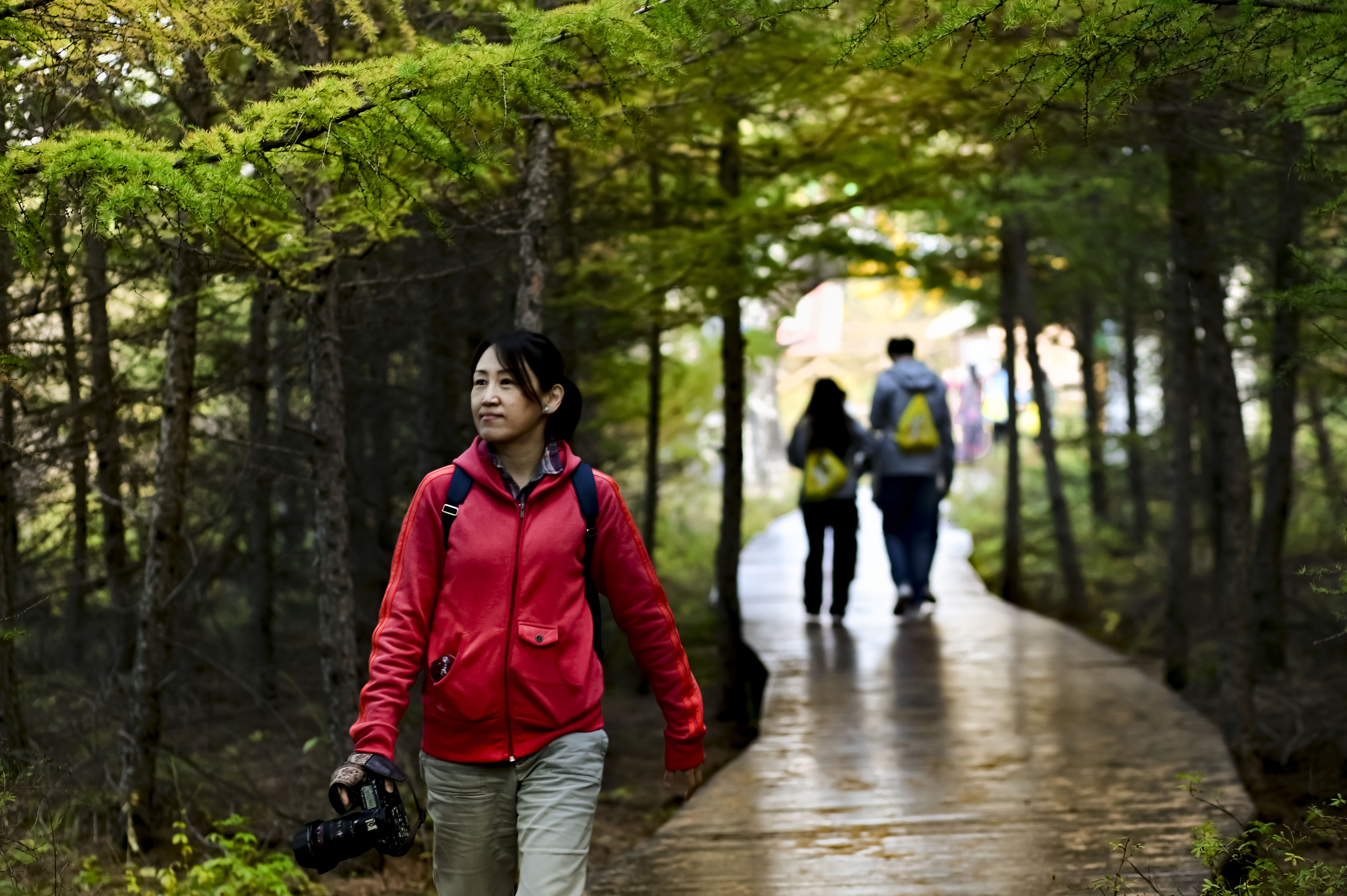 丰宁神仙谷七彩森林景区地图,丰宁坝上七彩森林游玩攻略