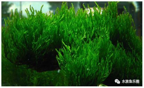 皇冠水草品种大全,亚马逊水草品种