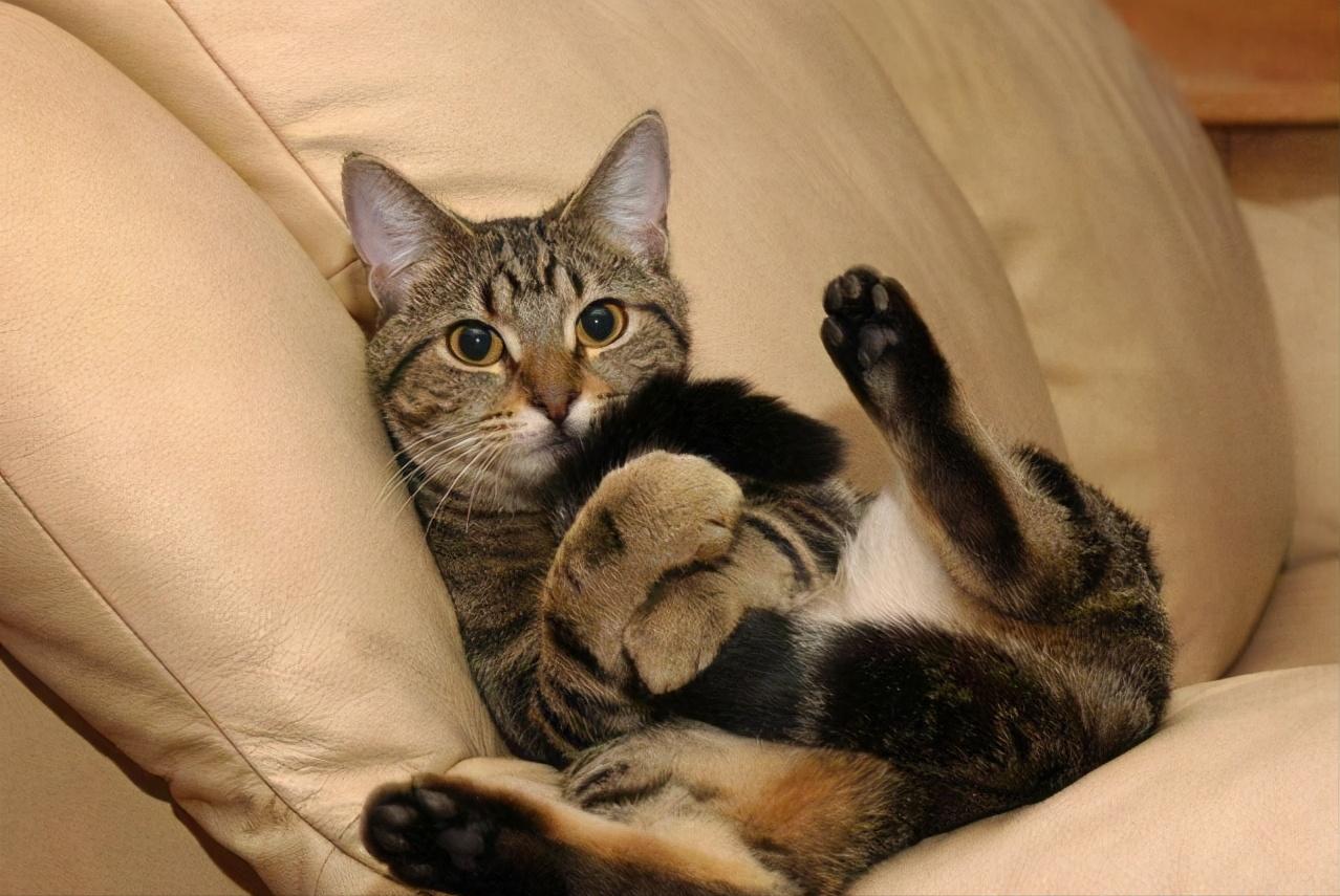 猫咪有这些表现说明它恨死你了,猫咪有这些表现说明它过得很幸福
