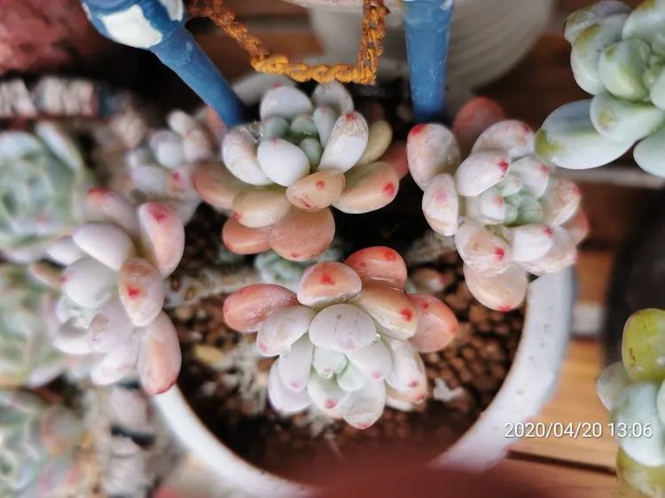 人生就像养多肉一样,人生如同养多肉时间不会怠慢