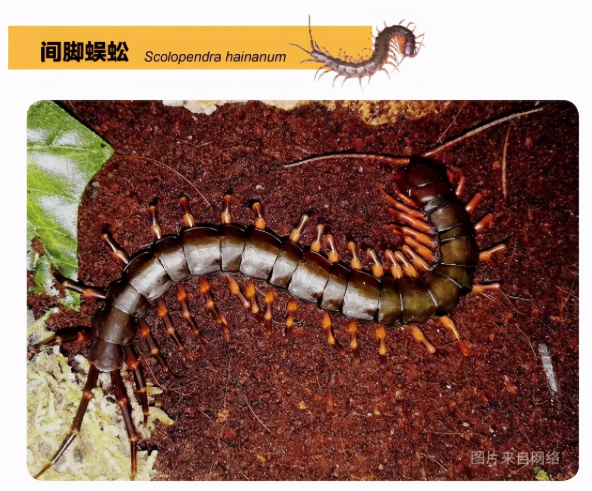 间角蜈蚣幼年,间脚蜈蚣习性
