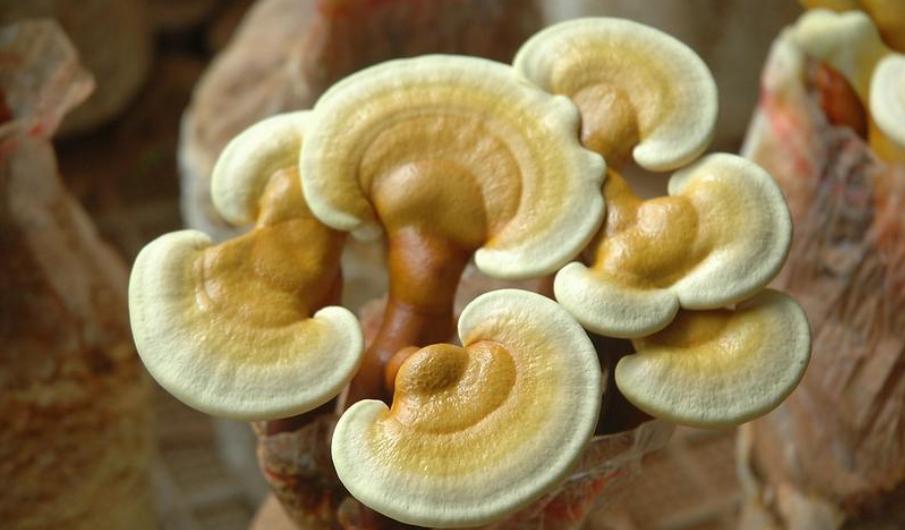 爽肤水推荐油皮痘肌科颜氏,科颜氏保湿爽肤水评测