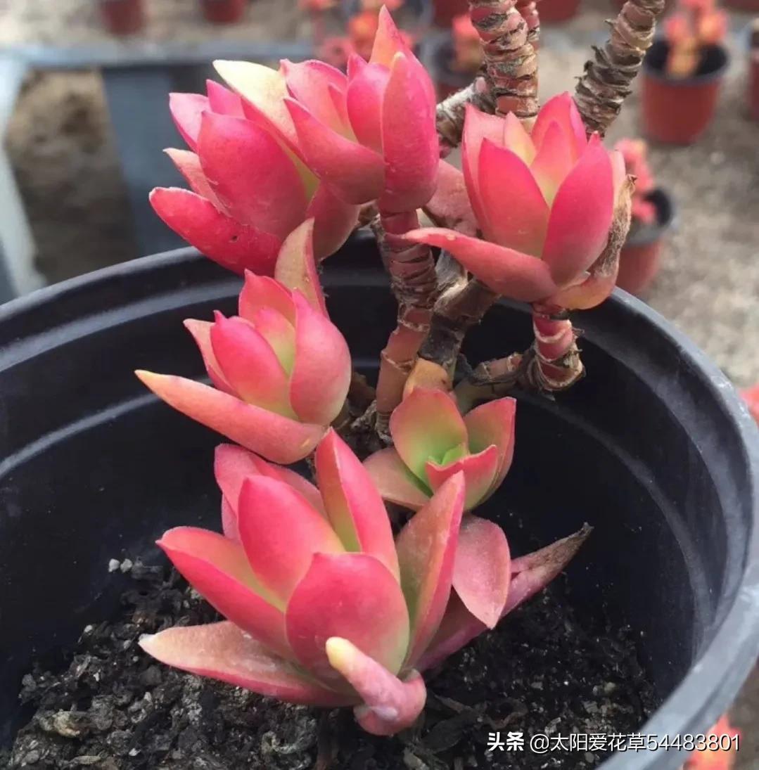 火祭养殖方法和注意事项,单头火祭怎么养才能爆盆