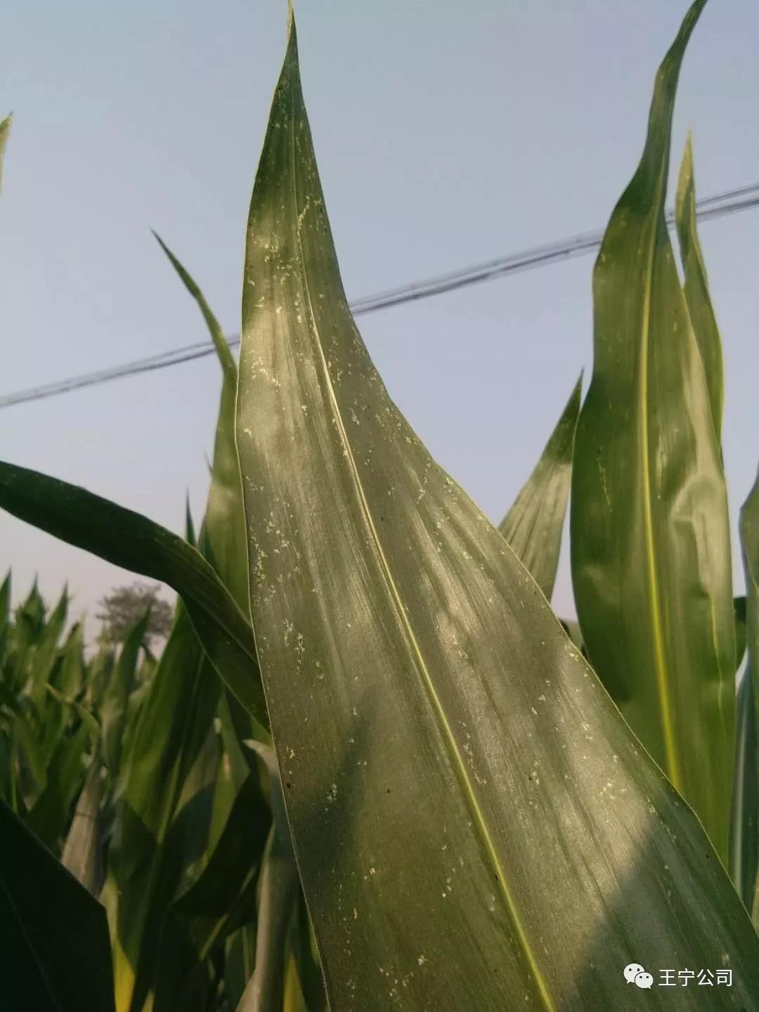 玉米上的虫害打什么药,玉米虫害防治口诀谚语