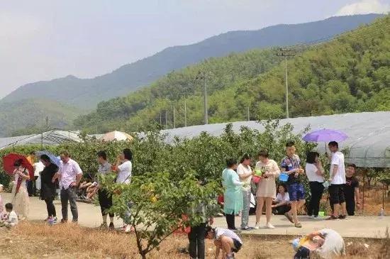 宁波横溪樱桃采摘,宁波周边樱桃采摘