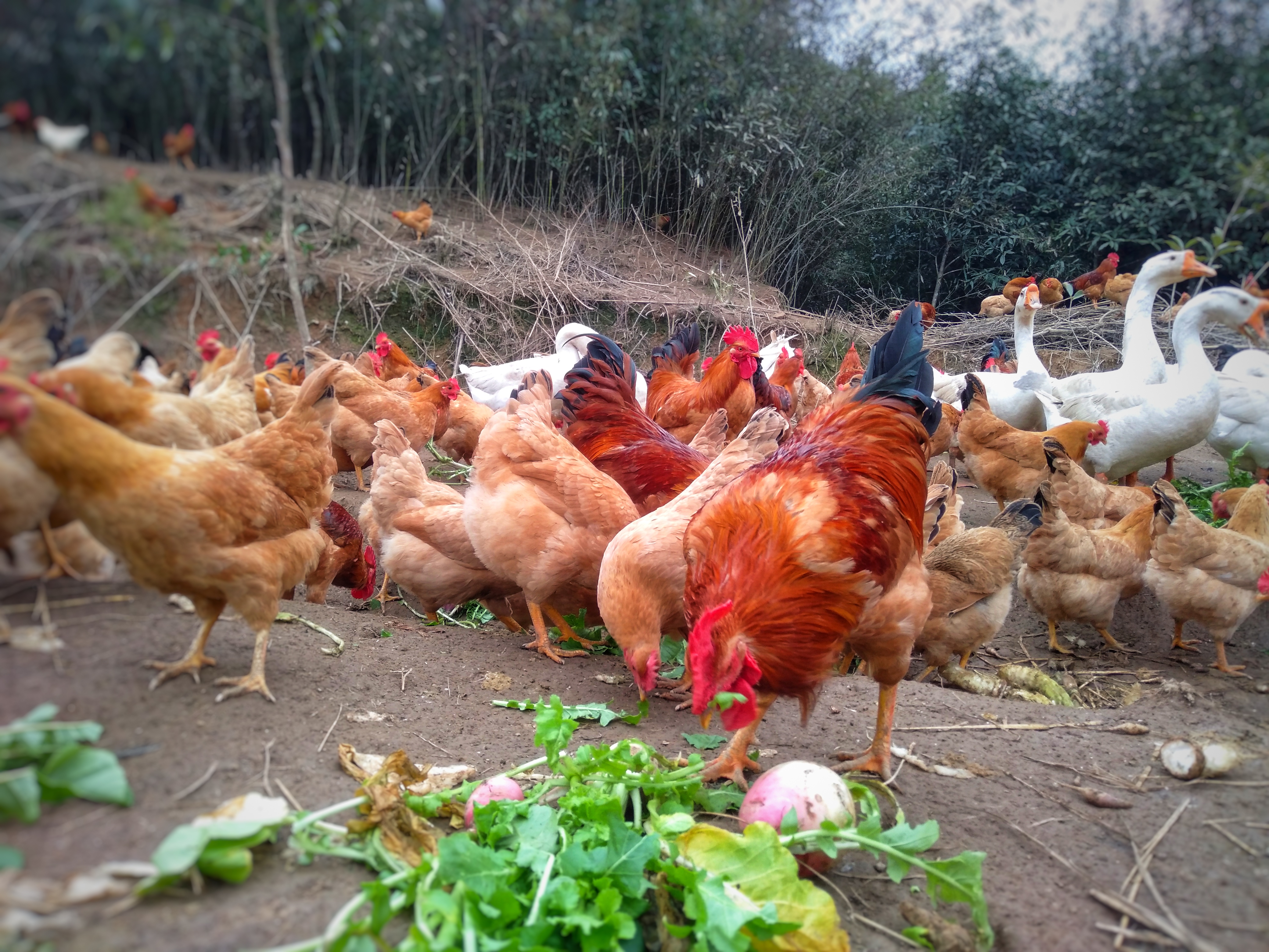 散养土鸡能赔钱吗,土鸡放养就是土鸡吗