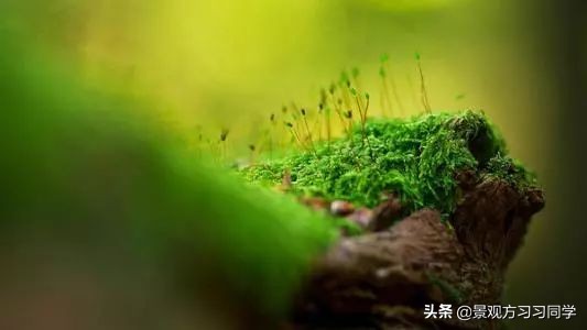 农村庭院花园效果图大全现代简约,花园设计效果图庭院180平方米