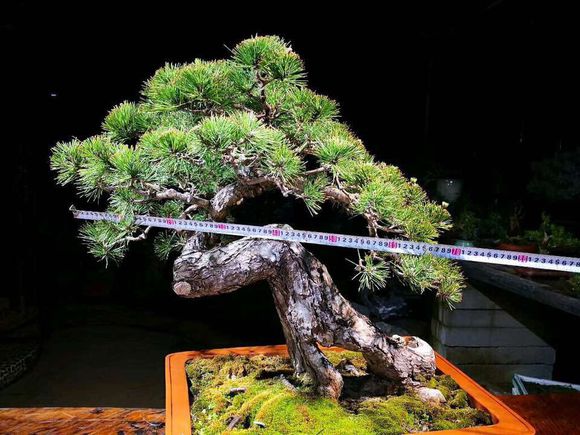 黑松裸根,黑松根什么样