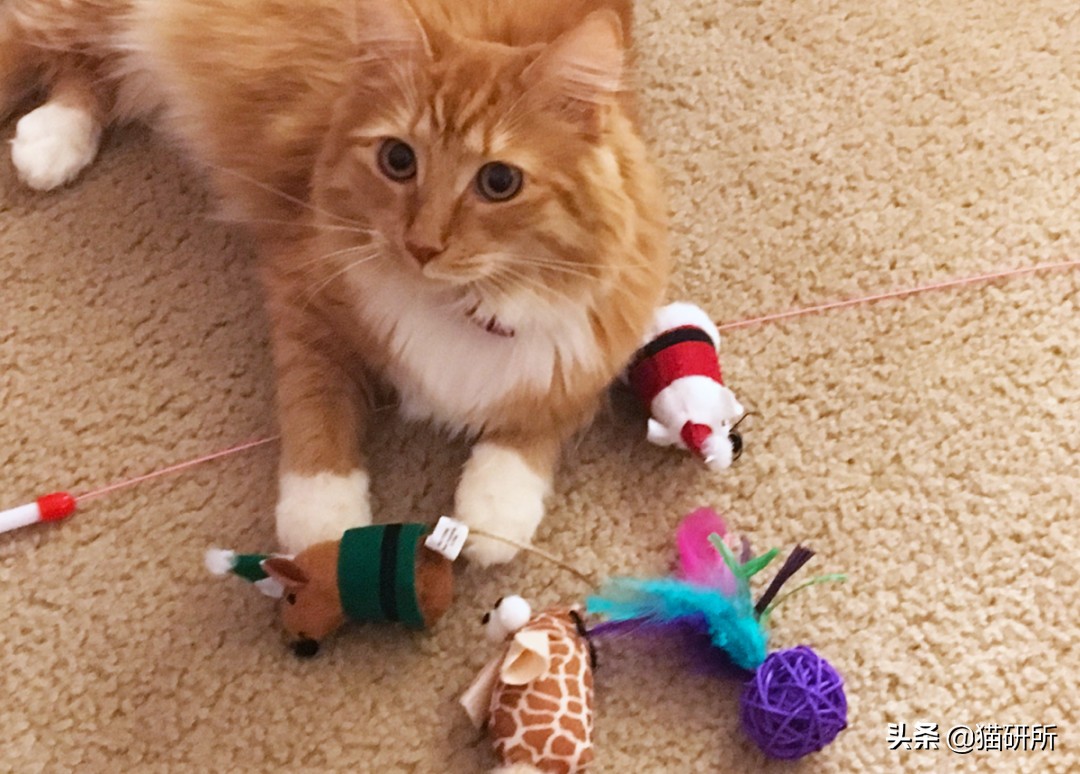 哪些猫咪玩具对小猫有害 (对猫咪有益的玩具)
