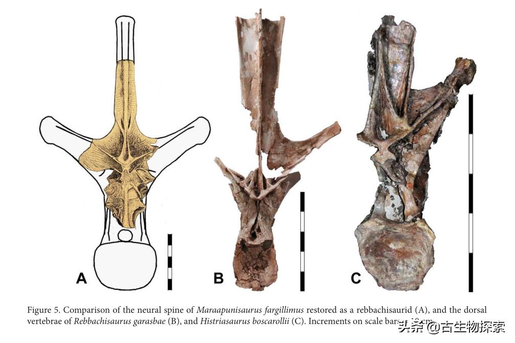 所有蜥脚类恐龙大小对比,各种蜥脚类恐龙大小体型比较