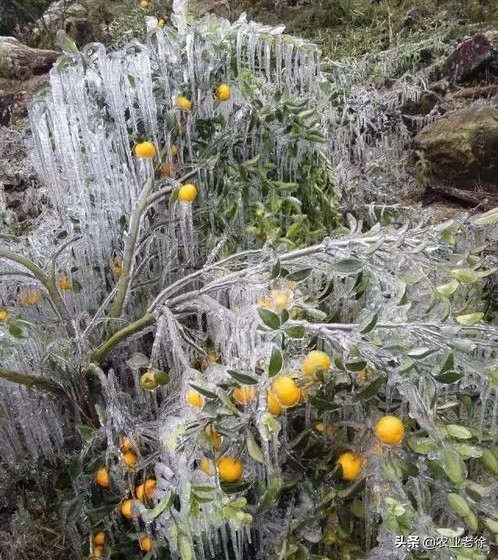 柑橘受冻伤怎么办,晚熟柑橘受冻怎么补救