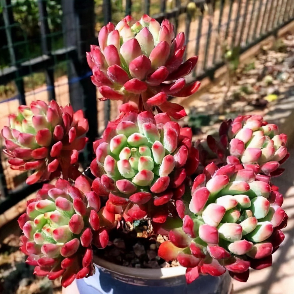 他养多肉10多年,总结出9个易出“高价老桩”的品种,适合新手