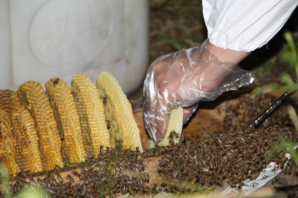 野蜂的口粮极为珍稀,一年等一次,再危险我们也要去“盗”一些!