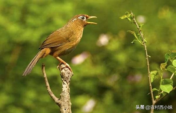 生画眉鸟被压口最快恢复,生头画眉鸟被压口了怎么养