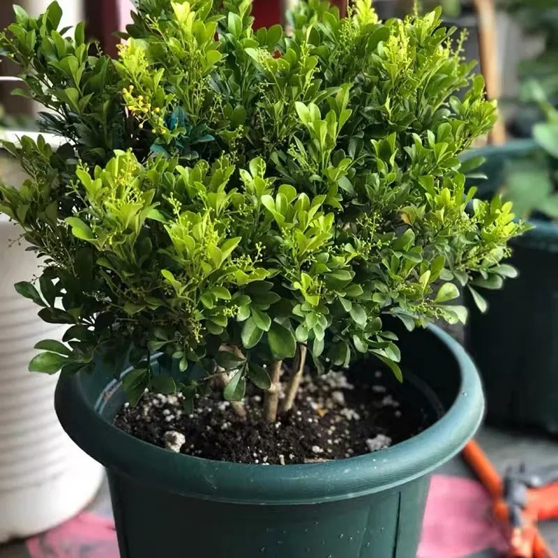 冬天室内怎样养米兰,春季怎么养护米兰能多开花