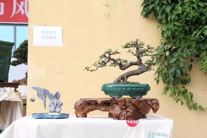 广东科贸职业学院一分钟了解,广东科贸职业学院清远校区校运会