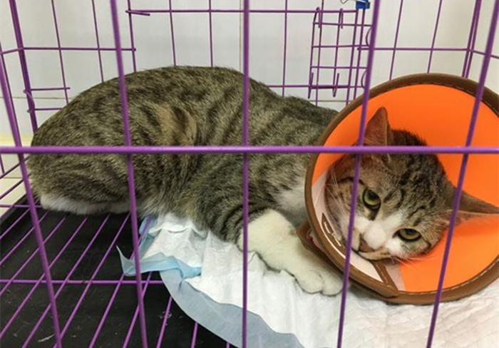 猫咪脊椎骨裂会瘫痪吗,猫咪脊椎错位会导致歪头吗