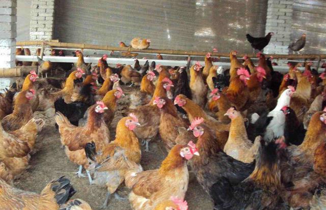 想养殖应该去哪里发展,想养殖